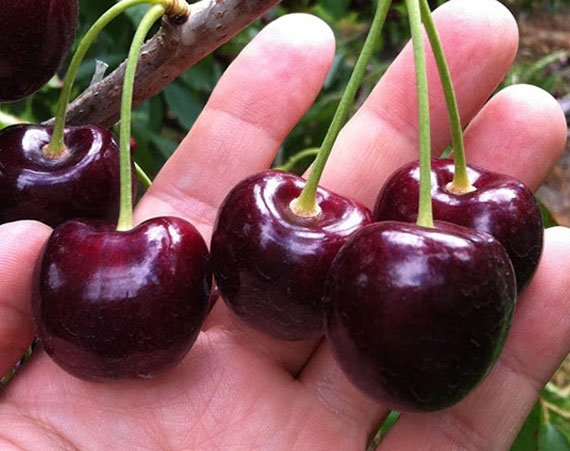 Портрет человека