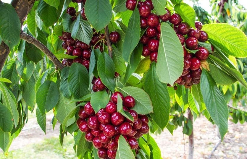 Портрет человека