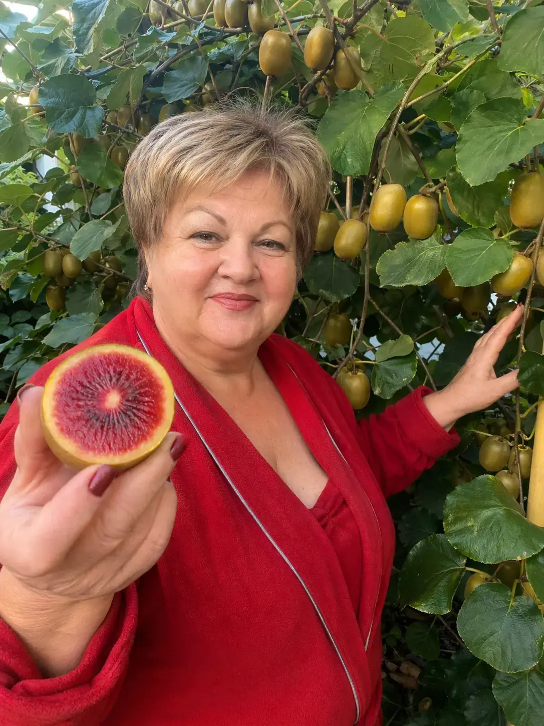 Ківі Золотий Рубін — замовити саджанець п9