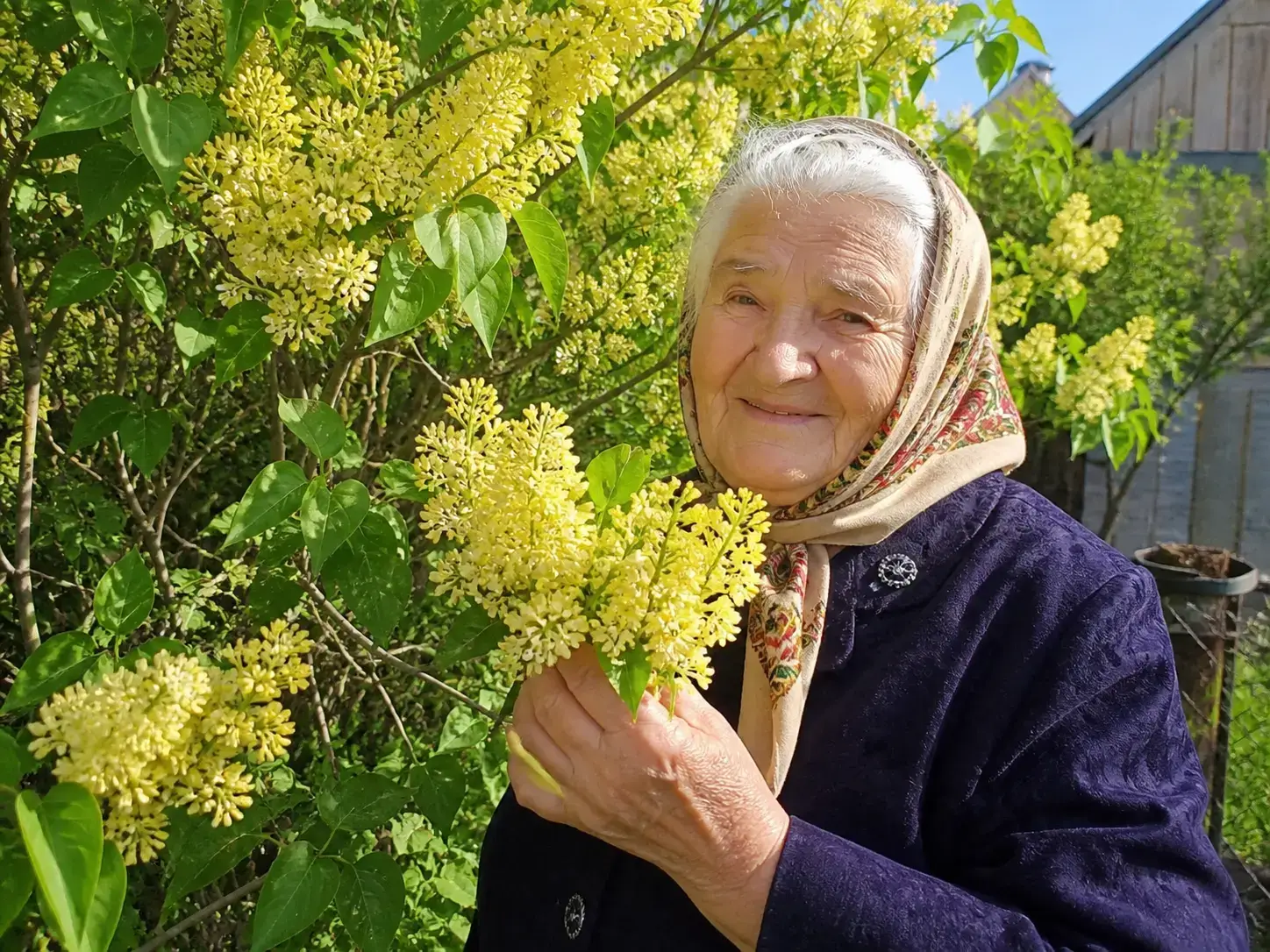 Коренева система